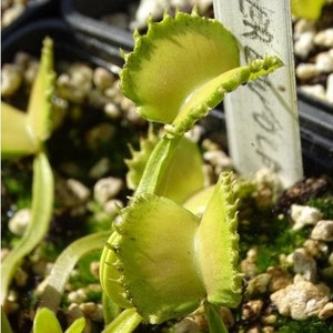 Dionaea muscipula cultivars immagine 10