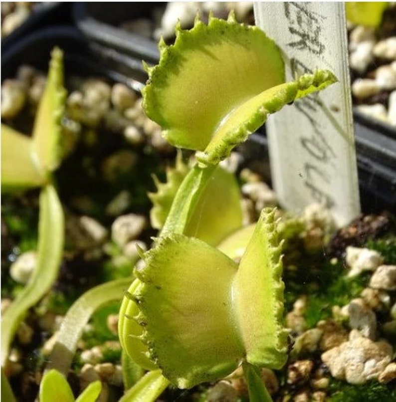 Dionaea muscipula cultivars immagine 10