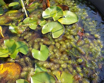 Aldrovanda Vesiculosa