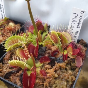 Dionaea muscipula cultivars immagine 9