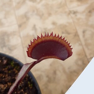 Dionaea muscipula cultivars immagine 4