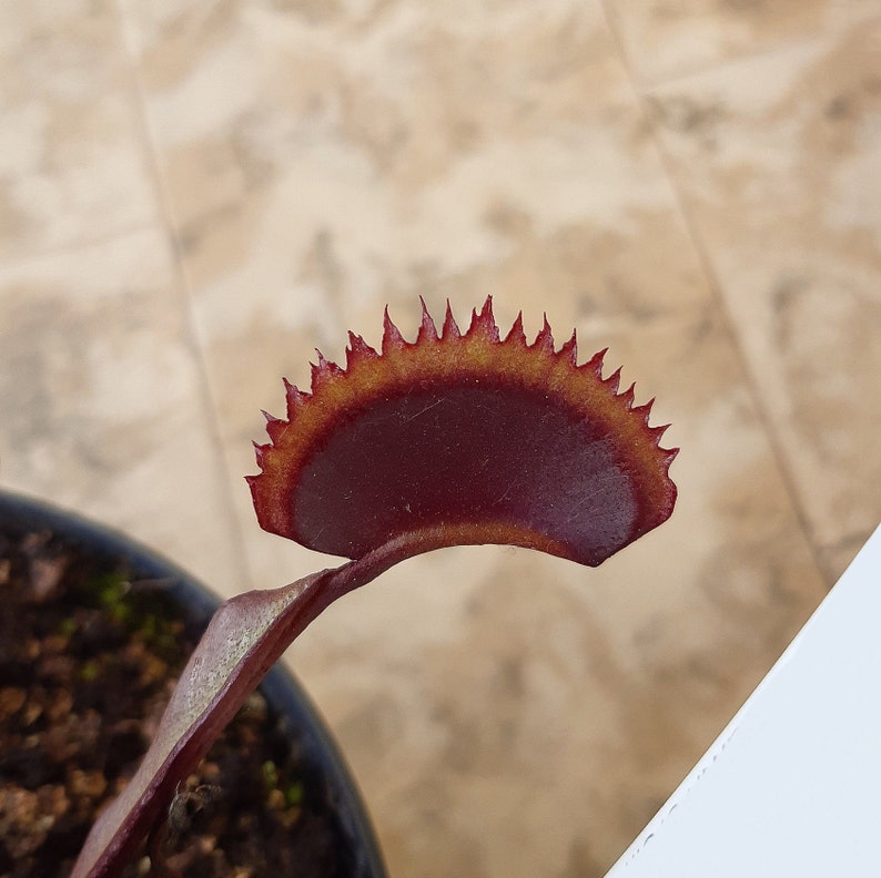 Dionaea muscipula cultivars immagine 4