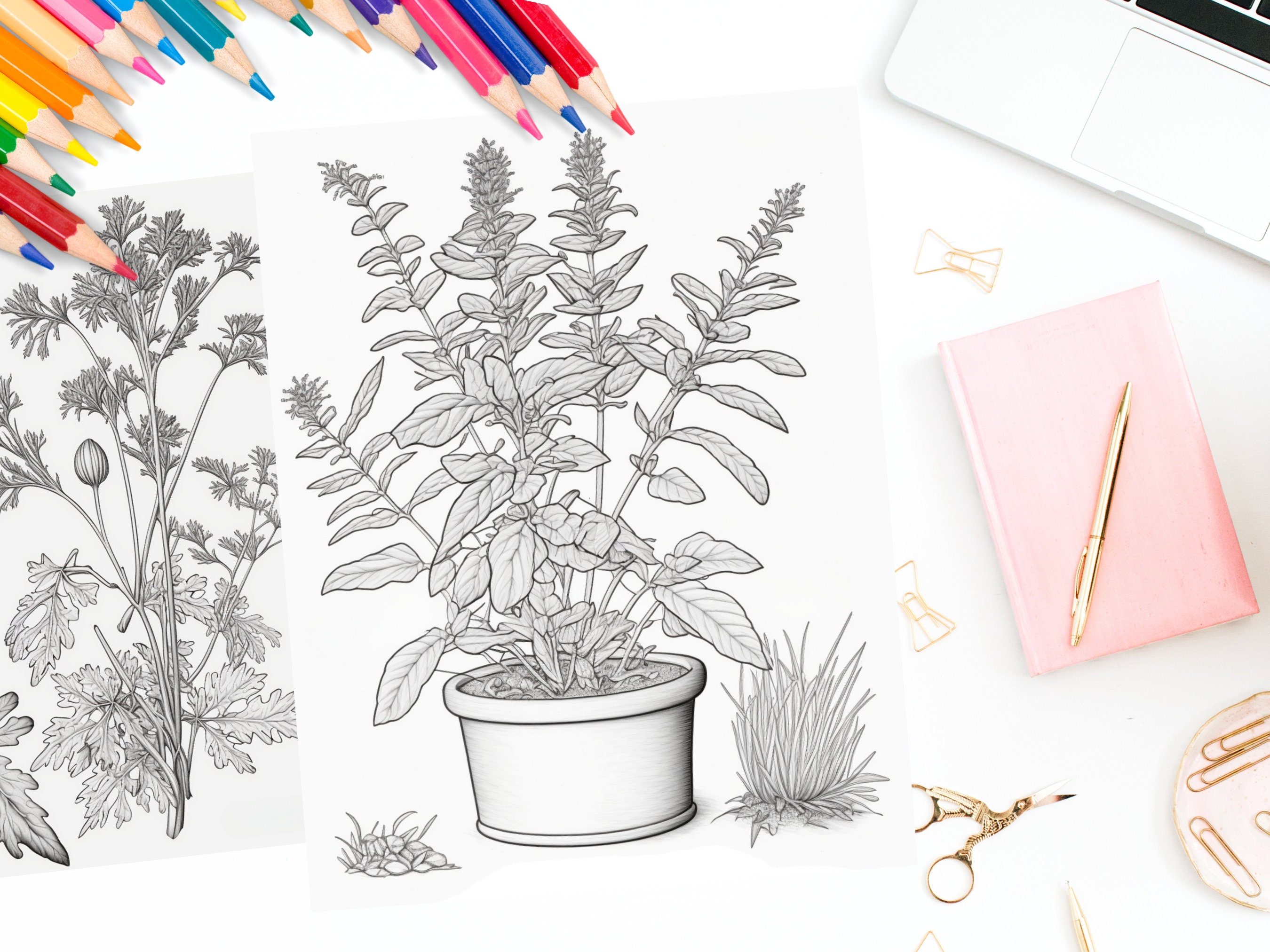 Crazy Plant Lady Coloring Pages for Adults Botanical Kitchen Herb