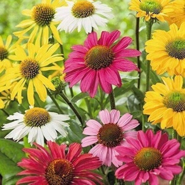Coneflower / Flowers Blend 1g / 100 Seeds - Echinacea Sp NON GMO