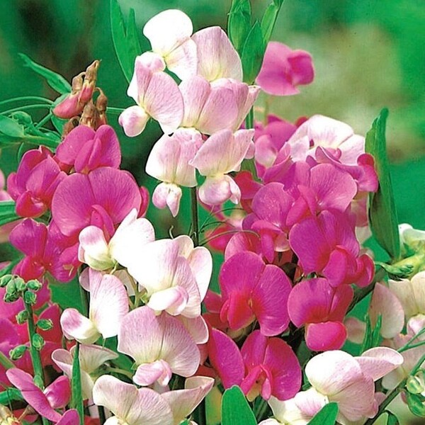 Everlasting Pea / Grass Pea / Cicerchia / Blue Sweet Pea / Flowers Blend 1g / 20 Seeds - Lathyrus Latifolius NON GMO