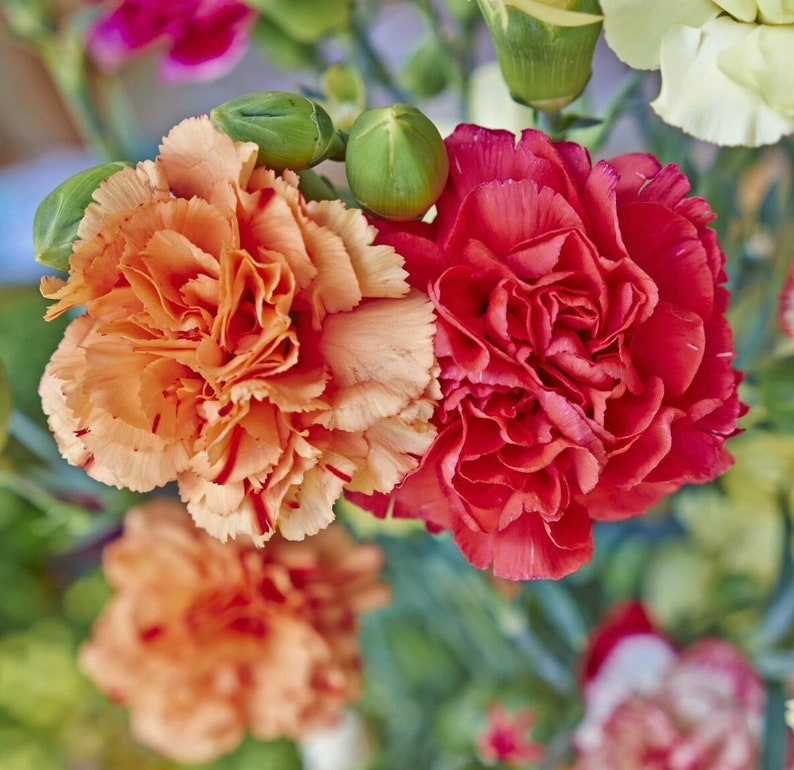 Carnation / Clove Pink / Chabaud / La France / Flowers Blend 0.5g / 100 Seeds Dianthus