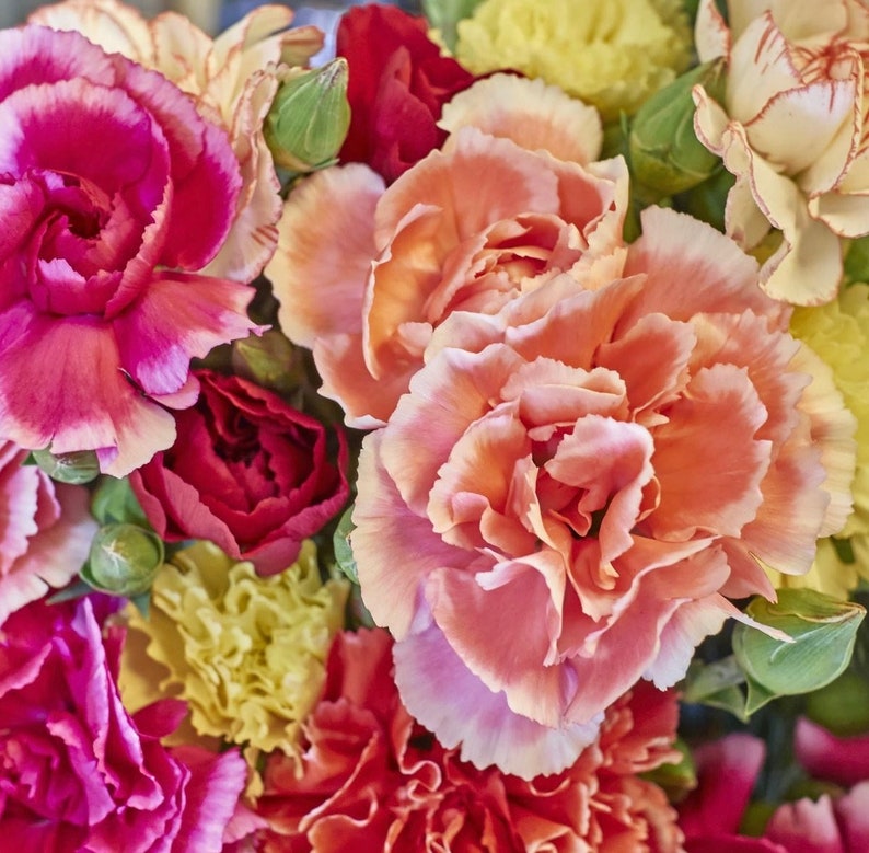 Carnation / Clove Pink / Chabaud / La France / Flowers Blend 0.5g / 100 Seeds Dianthus