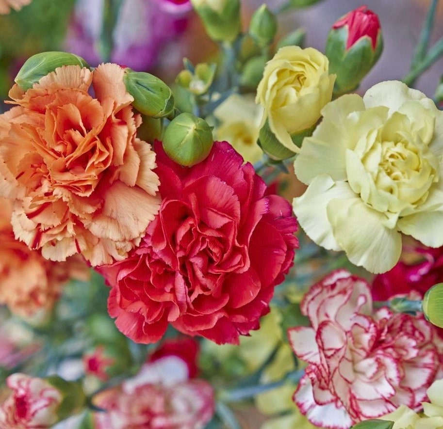 Carnation / Clove Pink / Chabaud / La France / Flowers Blend 0.5g / 100 Seeds Dianthus