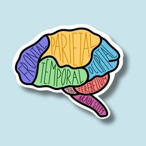 May include: A colorful illustration of the human brain with labels for the frontal, parietal, temporal, occipital, cerebellum, pons, and brain stem.