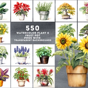 550 Aquarell Pflanzen- und Obsttopfbilder - lebendige PNG-Cliparts mit transparentem und weißem Hintergrund - kommerzielle Lizenz inbegriffen