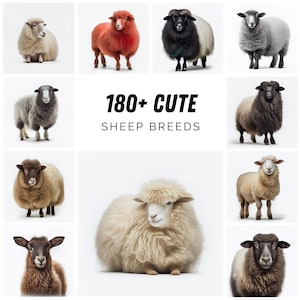 180 Cute Images with Sheep Breeds, Sheep breeds clipart. Sheep Breeds of the World: A Stunning Collection of Images for Farmers