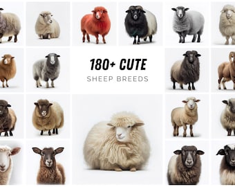 Sheep Breeds Clipart, 180+ PNG Images (Digital Download)