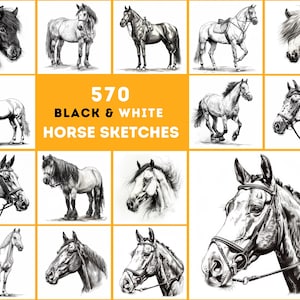 570 croquis de race de chevaux - Noir et blanc, haute résolution - Licence commerciale