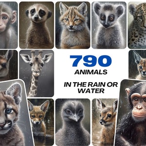 790 Animal Rain Photography - Colorful Wildlife Images with Commercial License
