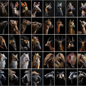 600 Majestic Animal Portraits - High-Resolution Images with Commercial License image 6