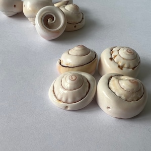 20mm| plat| Koraalzeeschelpen| Kralen| 25 stuks per bestelling