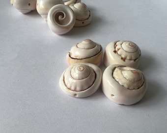 Puede incluir: Una colección de seis conchas blancas con marcas marrones. Las conchas son lisas y tienen un patrón en espiral.