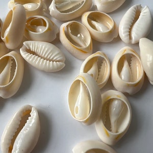 19x12MM| Natuurlijke schelpen 50 st