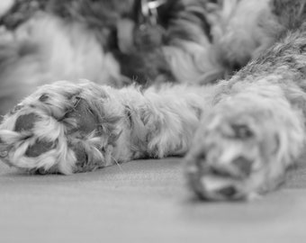 愛犬の足跡