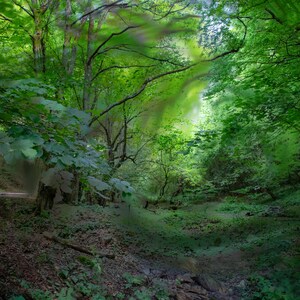 Lush Green Forest Pathway Art Print | Serene Nature Photography | Tranquil Woodland Scene