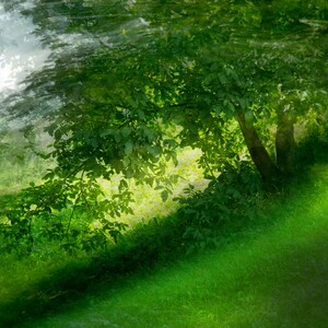 Lush Greenery Landscape Photography | Tranquil Nature Scene | Serene Outdoor Art