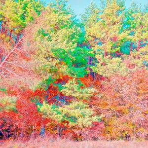 Autumn Forest Landscape Art Print | Colorful Trees Photography | Nature Wall Decor