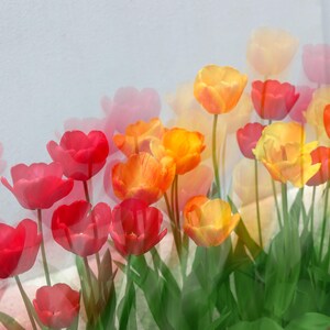 Colorful Tulip Garden Photography | Floral Art Print | Nature Wall Decor