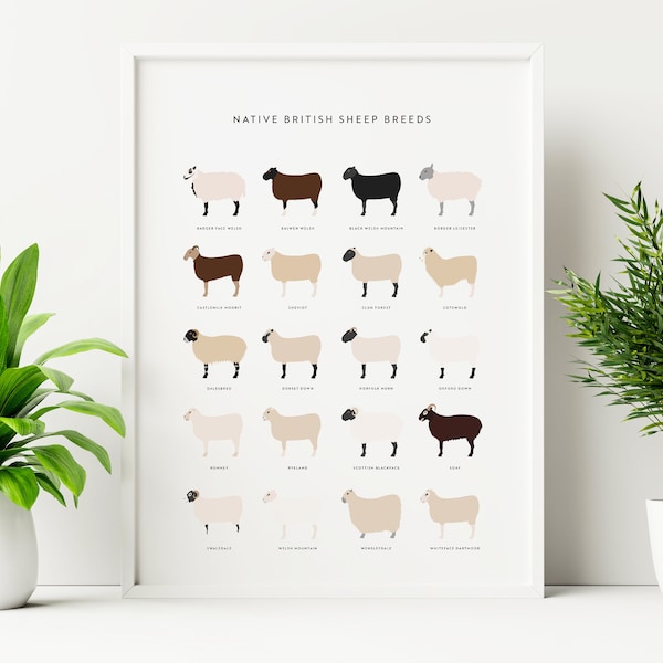 Sheep Poster Etsy