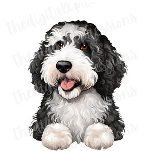 Op de afbeelding: Digitale illustratie van een vriendelijk uitziende hond, met een zwart-witte vacht en krullend haar. De hond heeft bruine ogen, een zwarte neus en een roze tong. De poten van de hond zijn zichtbaar en de achtergrond is wit.