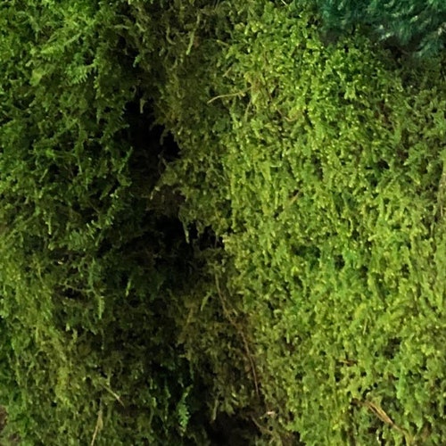 High Quality Bulk Moss Pillow Preserved Pillow Moss Green Etsy