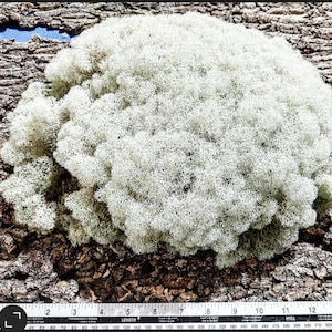 Deerfoot Moss - grote, met de hand geselecteerde vitrinestukken