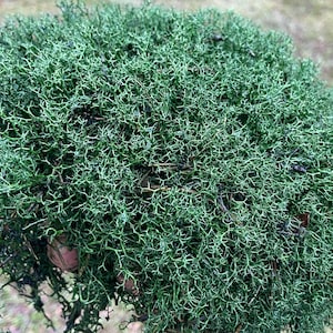 Preserved Reindeer Moss