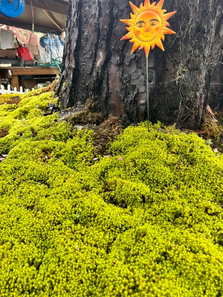 Star Moss - Sun Moss. TWO SQUARE FEET - Etsy Canada