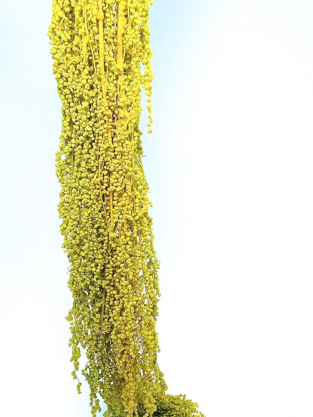 Hanging Rice - Etsy Canada
