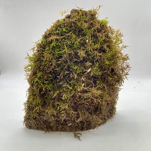 Może przedstawiać: Kępa zakonserwowanego mchu, prezentująca mieszankę zielonych i brązowych odcieni. Mech wydaje się gęsty i teksturowany, o lekko nieregularnym kształcie. Obraz jest ustawiony na gładkim, białym tle, podkreślając naturalne kolory i szczegóły mchu.