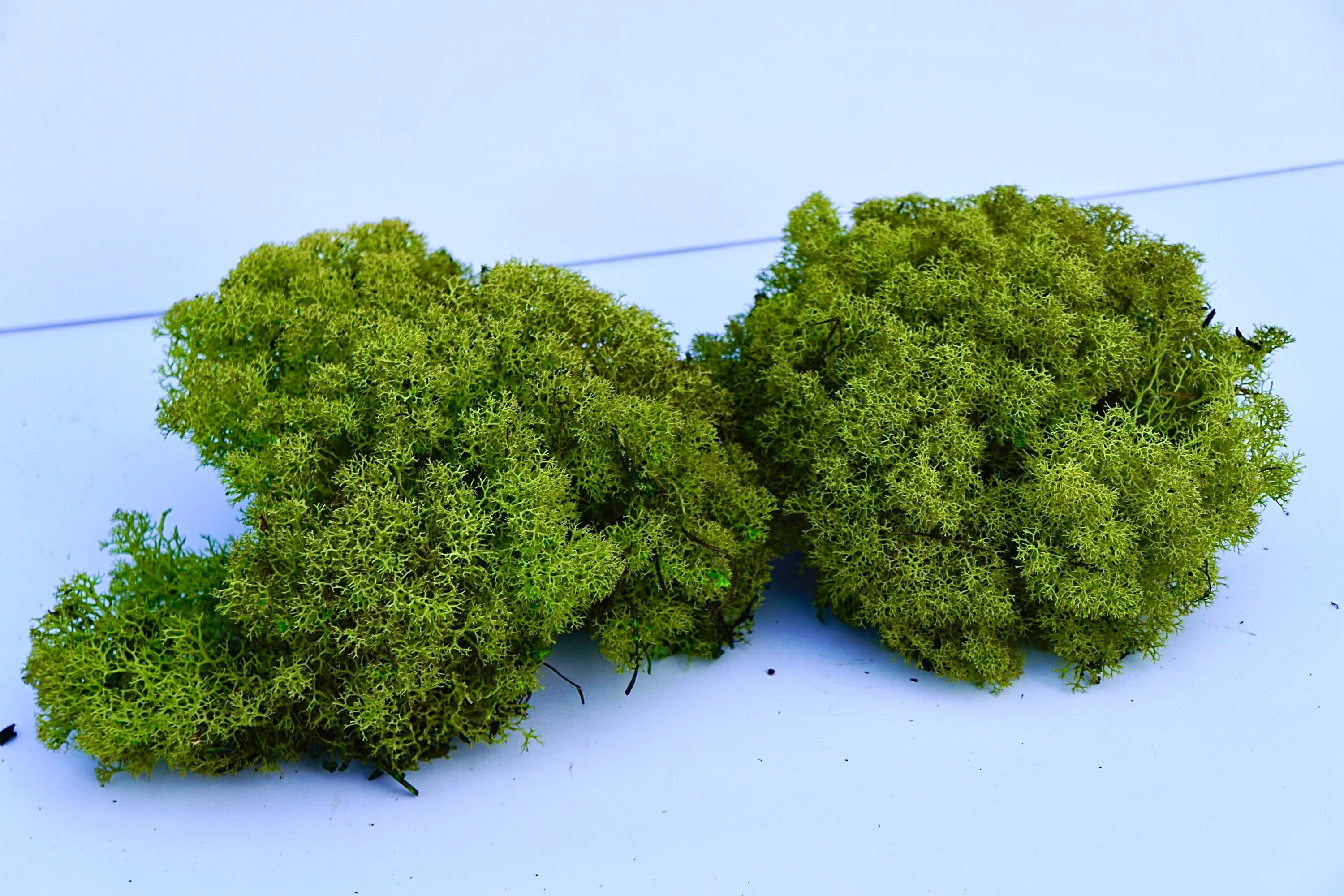 Preserved Reindeer Moss Etsy