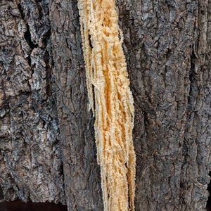 May include: A long strand of dried, pale yellow flowers with a label that reads "Peach". The flowers are hanging against a background of brown tree bark.