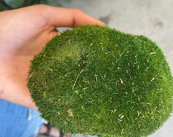 PIN CUSHION MOSS
