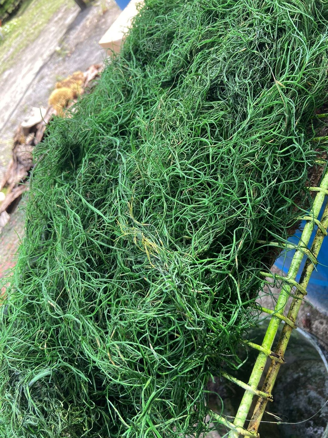 Preserved Basil Spanish Moss Etsy