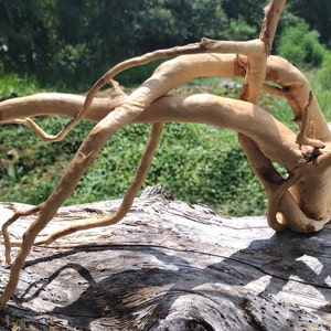 May include: A light brown, naturally-shaped piece of driftwood with a unique, twisted branch structure. The driftwood is perfect for use in aquariums or terrariums.