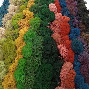 May include: A rainbow-colored moss wall art piece. The moss is arranged in vertical stripes of different colors, including green, yellow, blue, red, and purple.