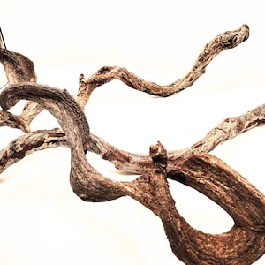 Twisted Jungle Wood