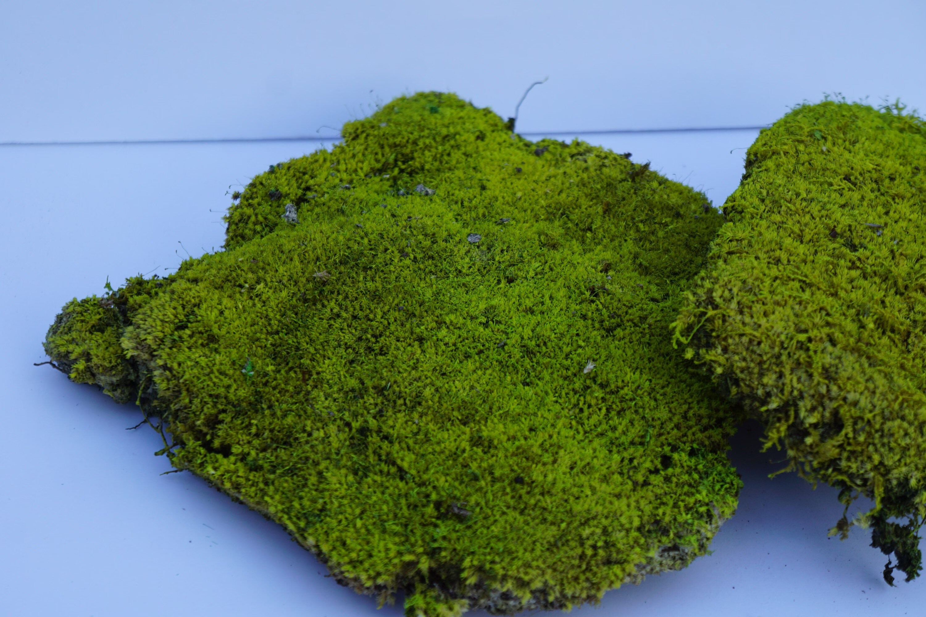Preserved Pincushion Moss Etsy