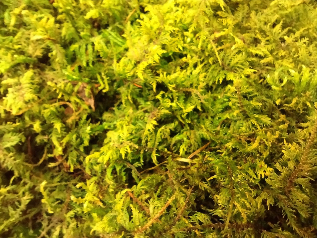Feather Moss Sold By The Sq Ft 2 Sq Feet Minimum Etsy feather-moss-sold-by-the-sq-ft-2-sq-feet-minimum-etsy