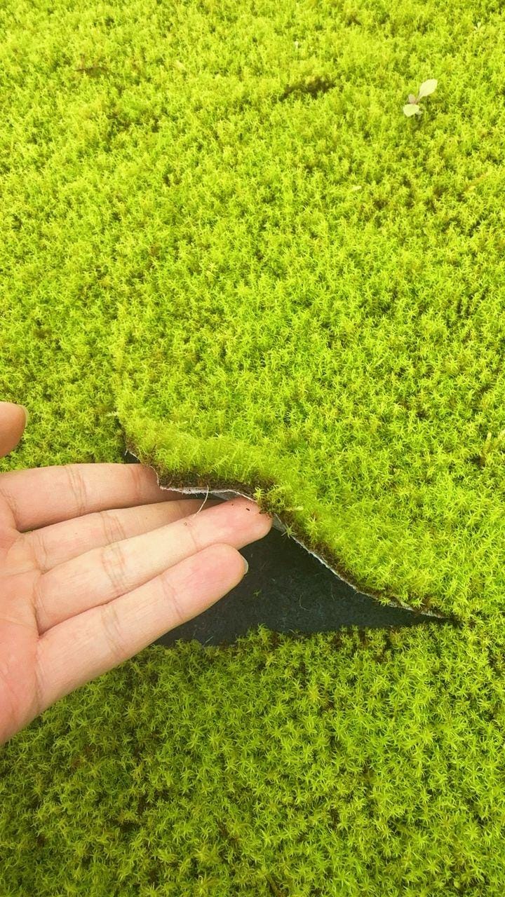 Star Moss - Sun Moss. TWO SQUARE FEET - Etsy