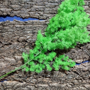 Preserved Asparagus Fern: Vibrant Green Foliage