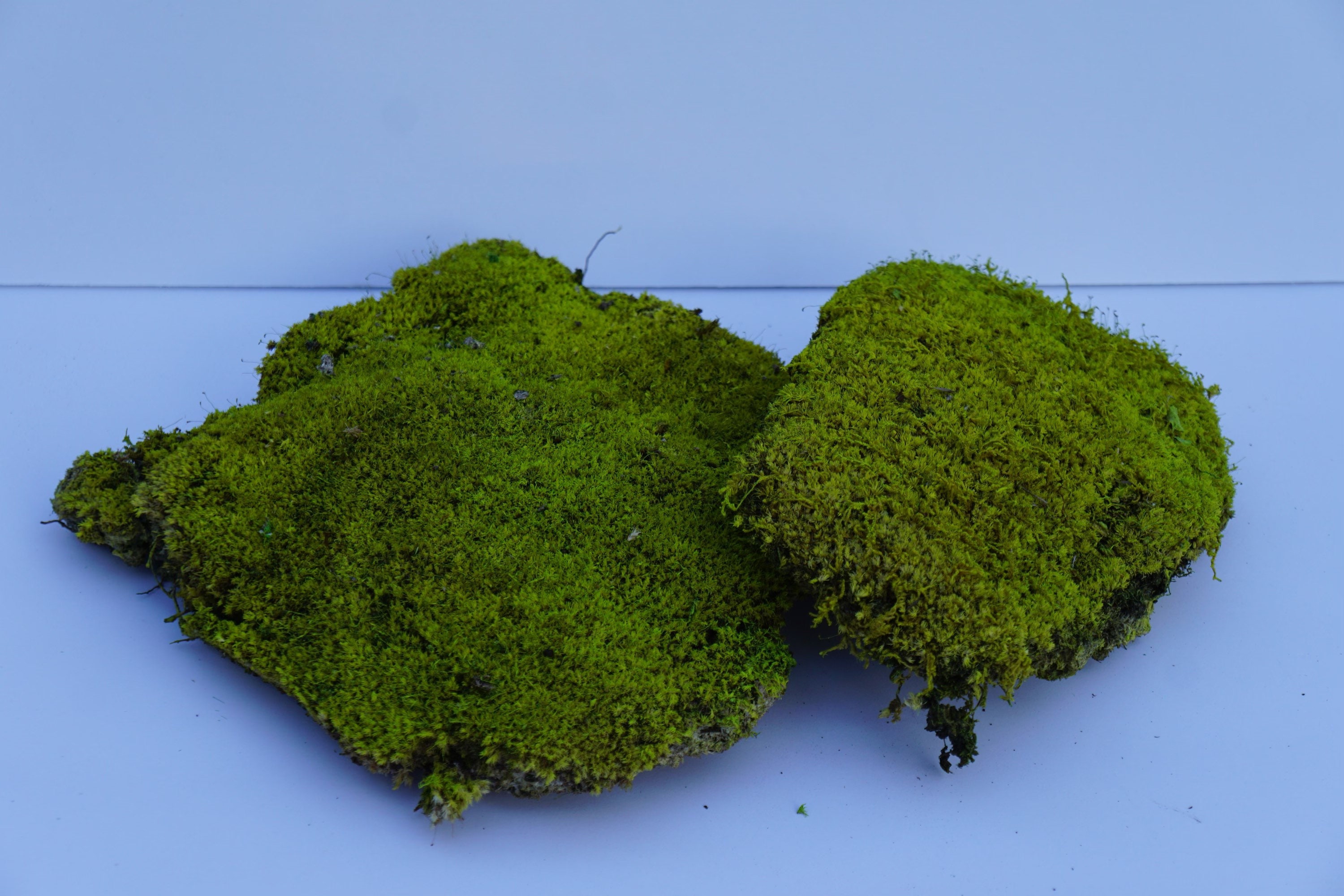 Preserved Pincushion Moss Etsy