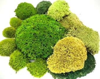 Preserved Pincushion Moss