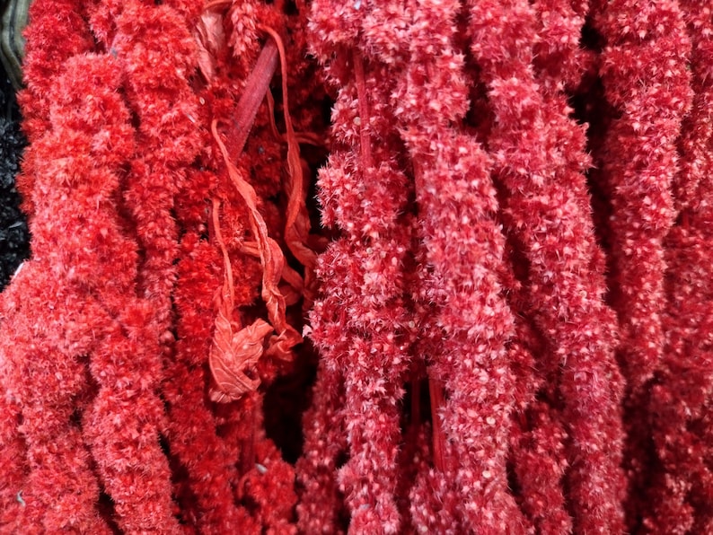 May include: A bunch of dried red amaranth flowers, also known as love-lies-bleeding, arranged in a vertical row. The flowers are a deep red color and have a fuzzy texture.
