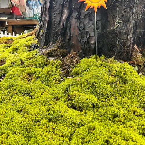 Star Moss - Sun Moss. TWO SQUARE FEET - Etsy